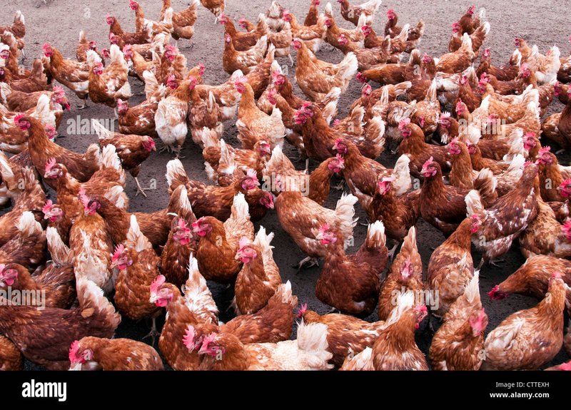 Learn about chicken road slot