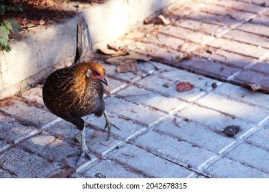 Spain - jugar chicken road