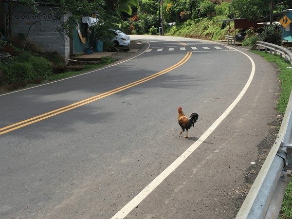 Guide to juego chicken road