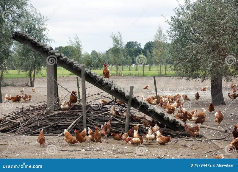 Learn about chicken road gokspel