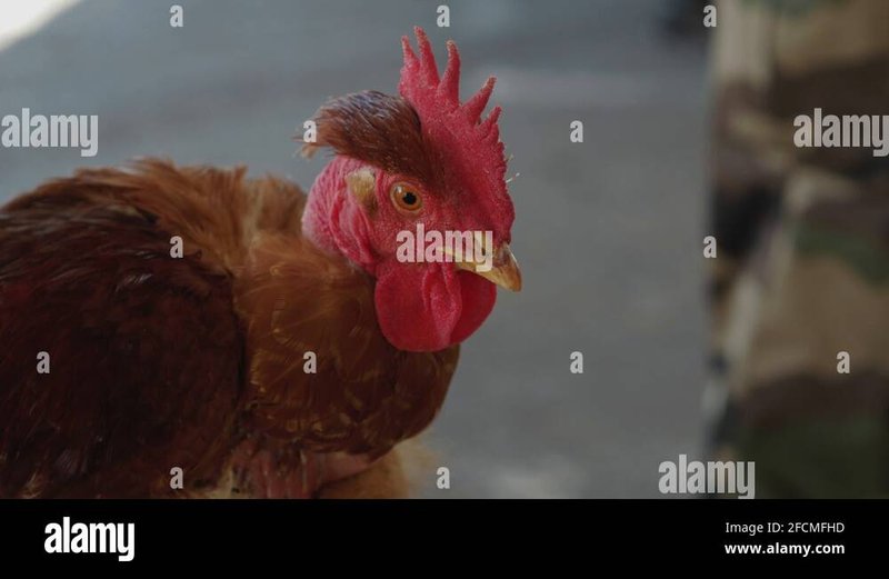 France - chicken road game
